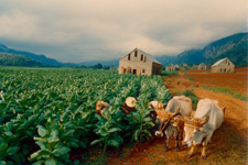 Plantacion Tabaco Cuba